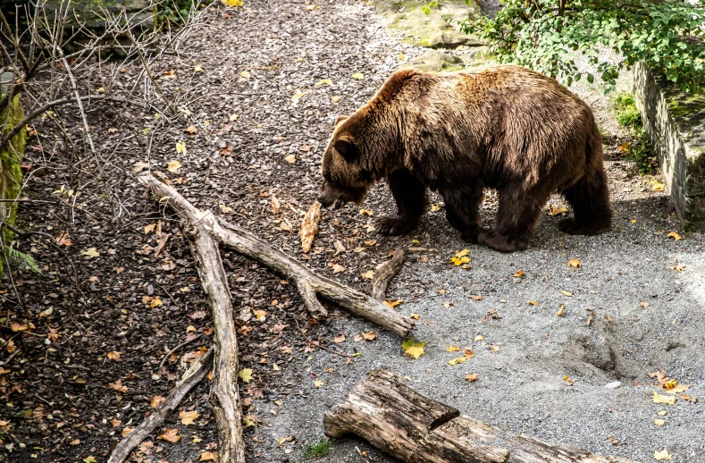 a bear walking on top of a forest