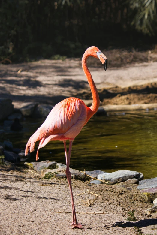 a flamingo standing near a body of water