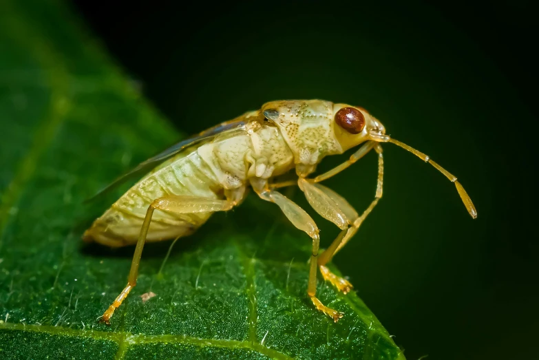 a close up view of a cicada on a leaf