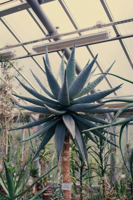 an agavera cactus in a glasshouse