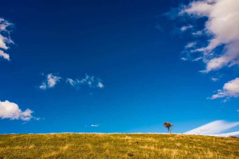 a single tree stands alone at the top of a grassy hill