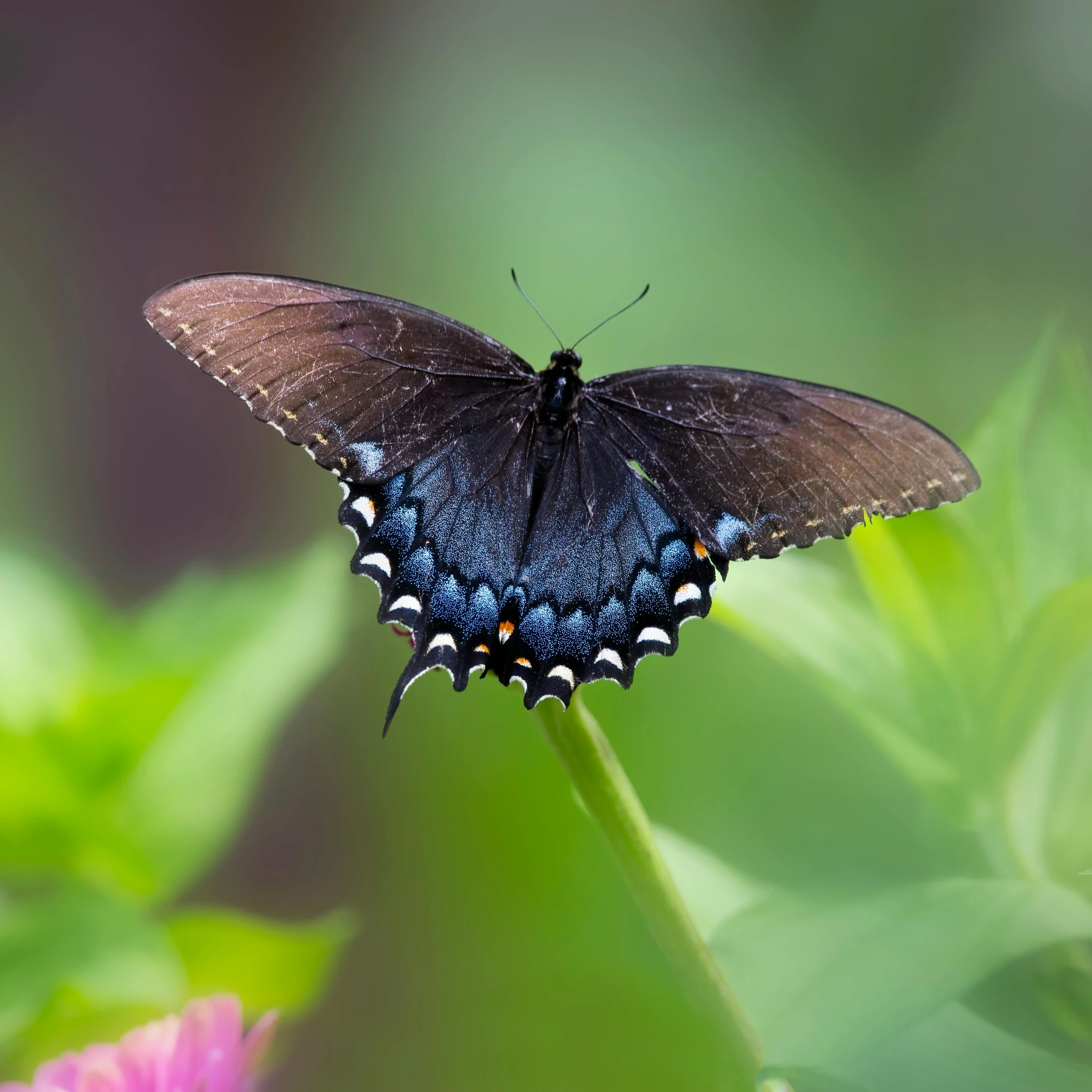 a large erfly on a small flower in the woods