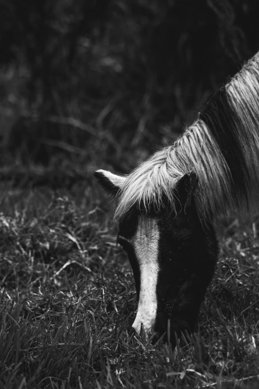 black and white po of horse eating grass in a field