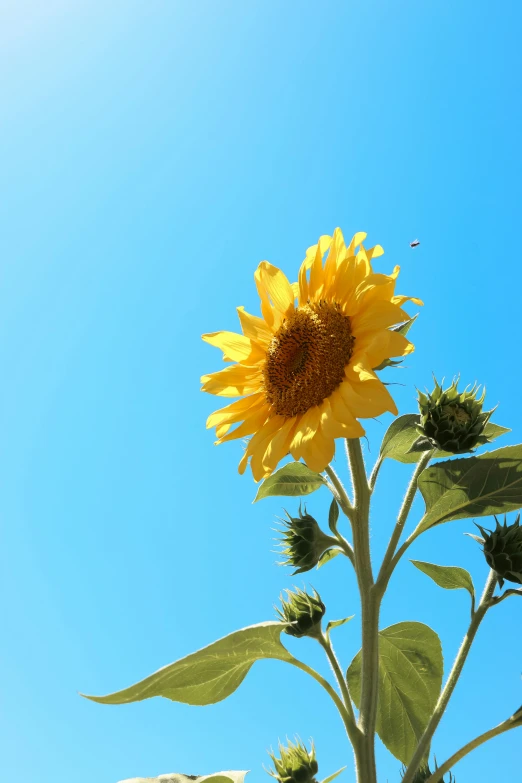 the sunflower is almost blooming in a sunny blue sky