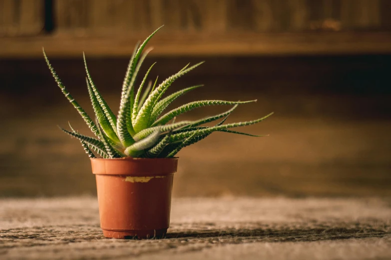 a small potted plant that is on the ground