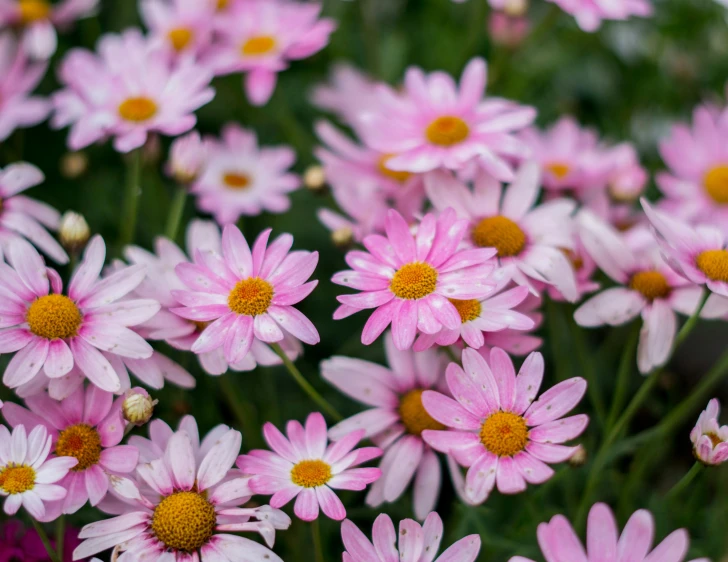 some pink daisies are shown in full bloom
