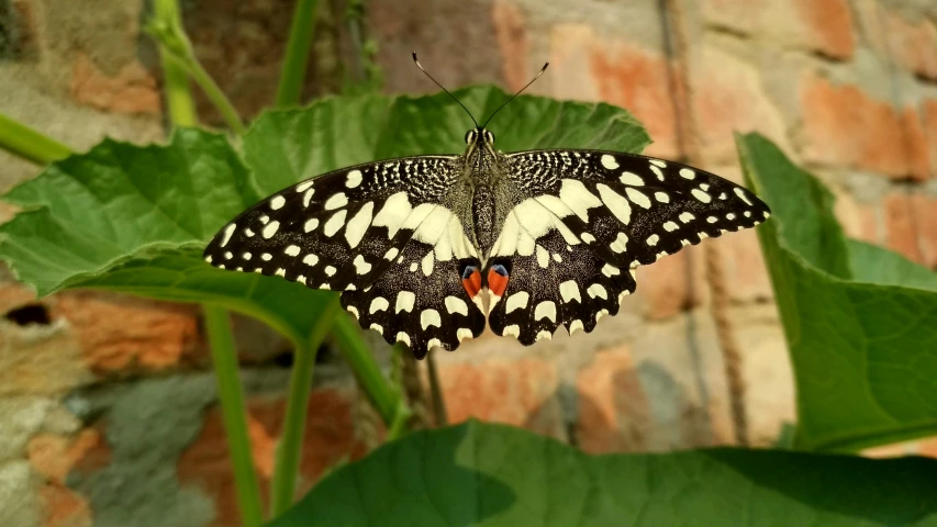 a large erfly with black and white wings sitting on a leaf