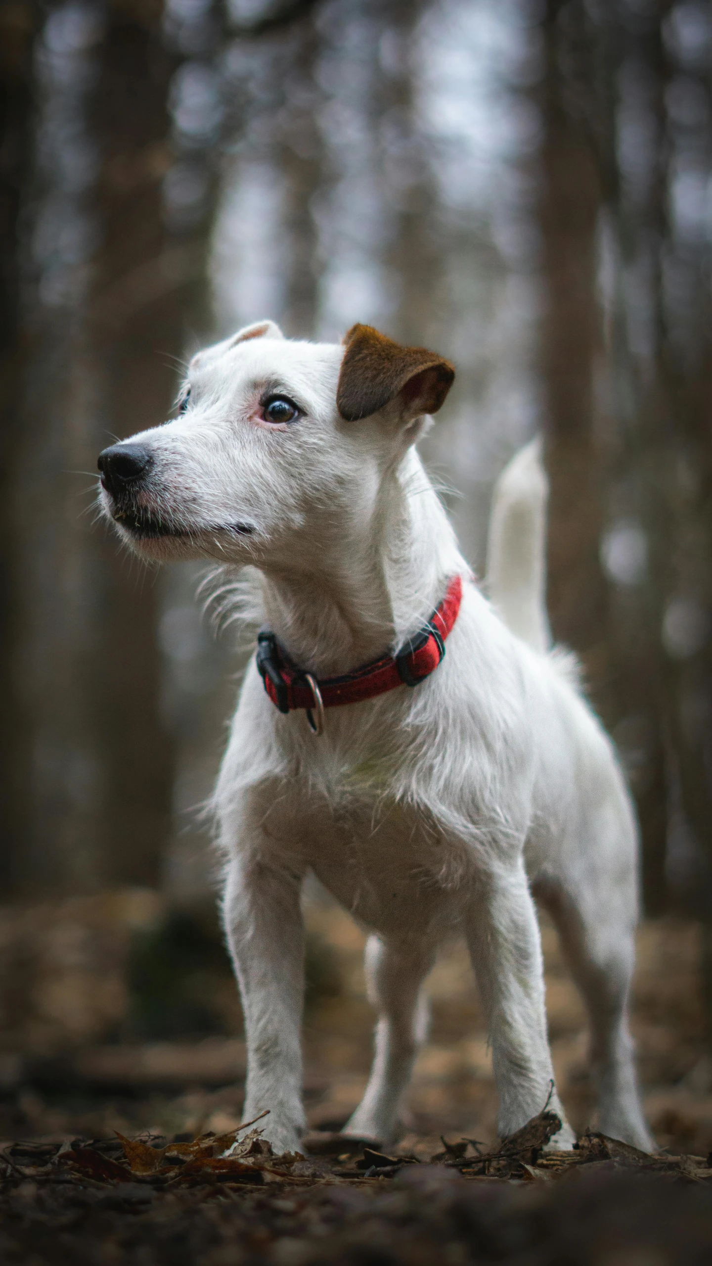 white dog in the forest standing up with his mouth open