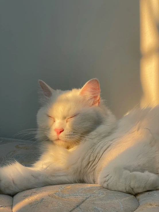 a white cat lying on top of a bed