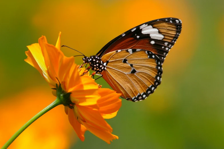 a monarch erfly with black dots on its wings and white dots on its wings on the end of a flower