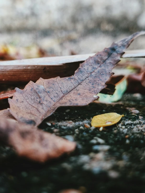 there are leaves laying on the ground next to a leaf cutter