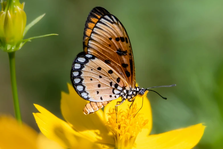 erfly sitting on a flower in the sun