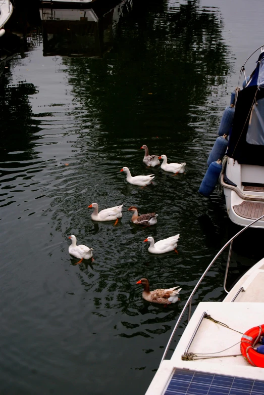 a group of ducks swimming on top of water