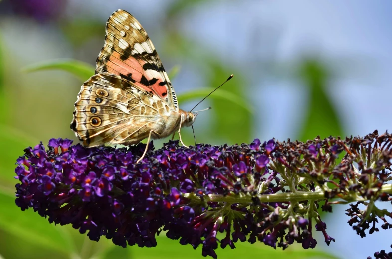 a small erfly rests on the edge of a purple plant