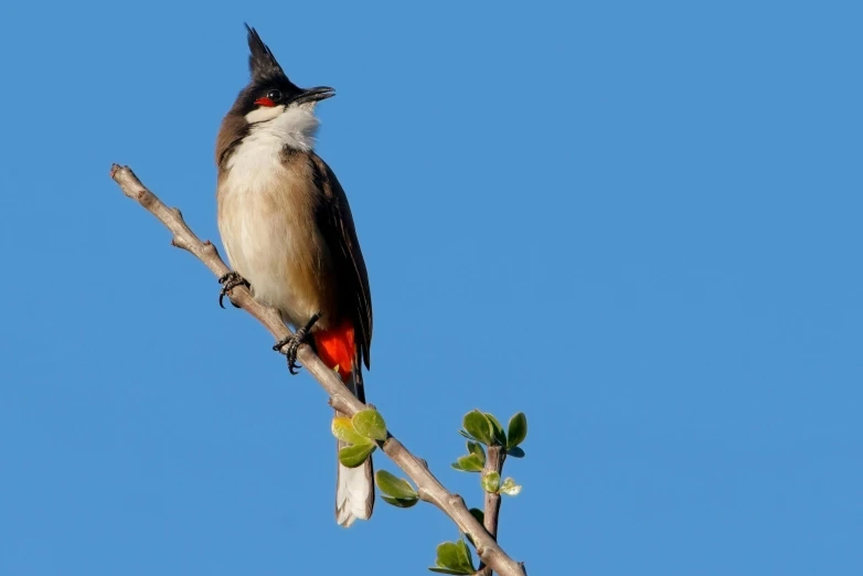 a red bellied bird perched on the limb of a tree