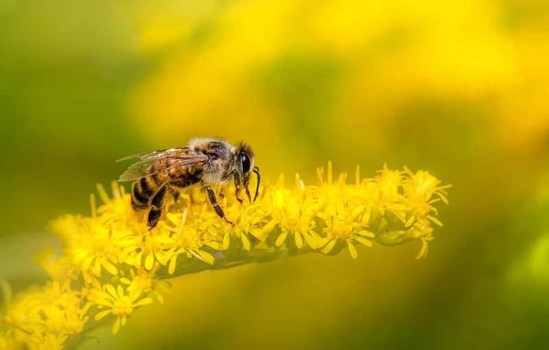 a bee is sitting on the yellow flower