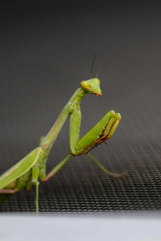 a praying mantissa with head tilted towards it's side