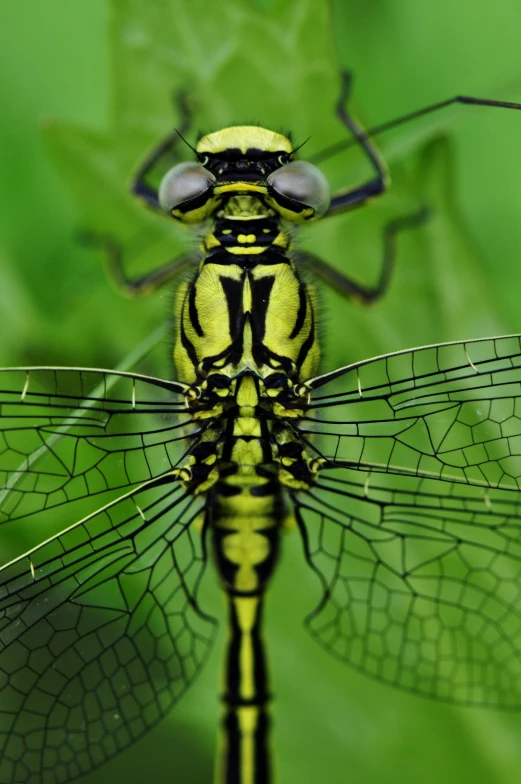 two yellow dragon flys on green leaves