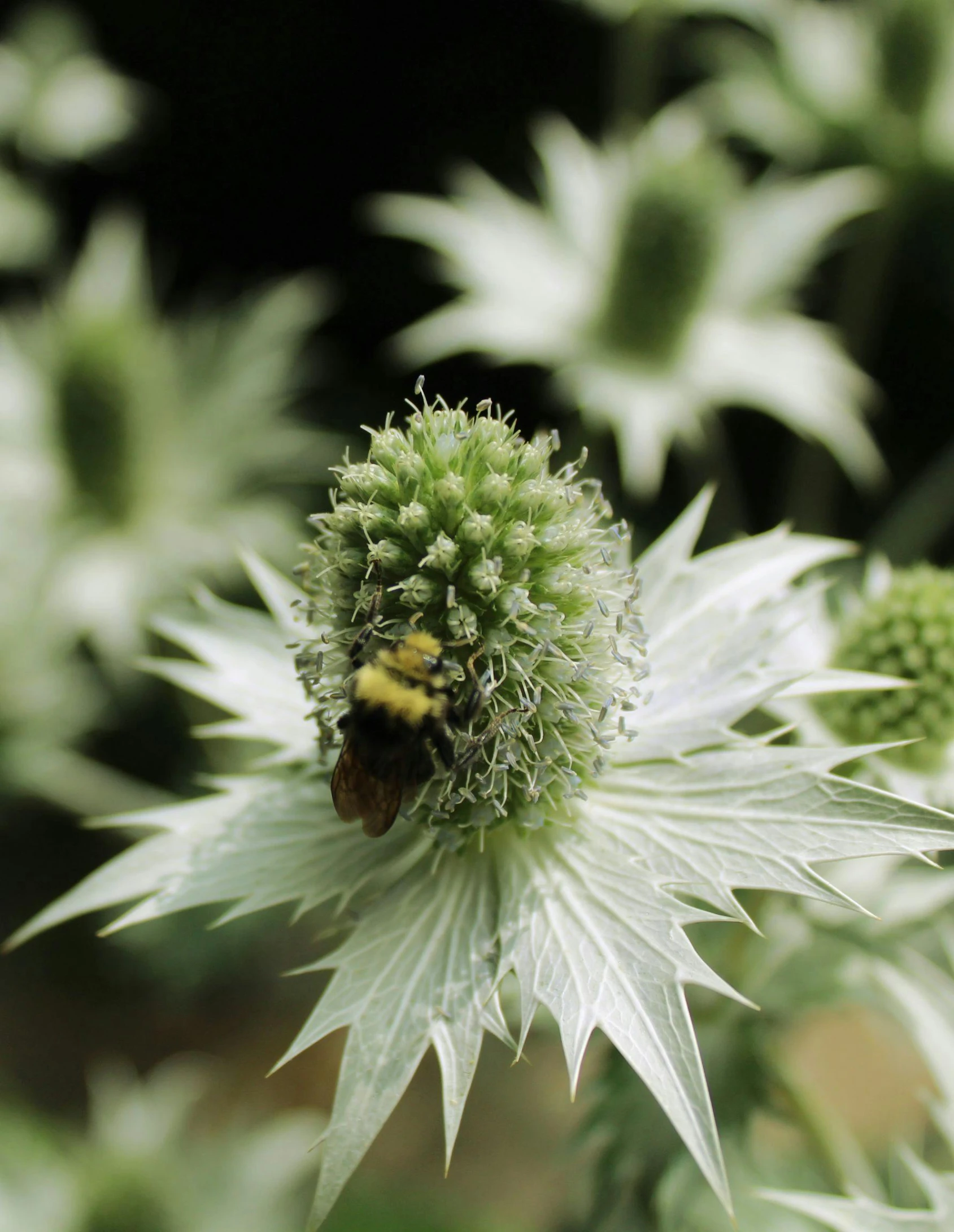 a close up of the flower and an insect