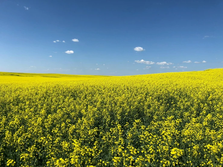 a big field of yellow flowers under a blue sky