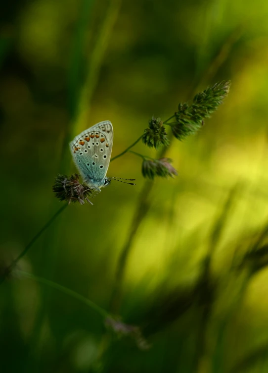 a close up of a small white erfly on a green plant