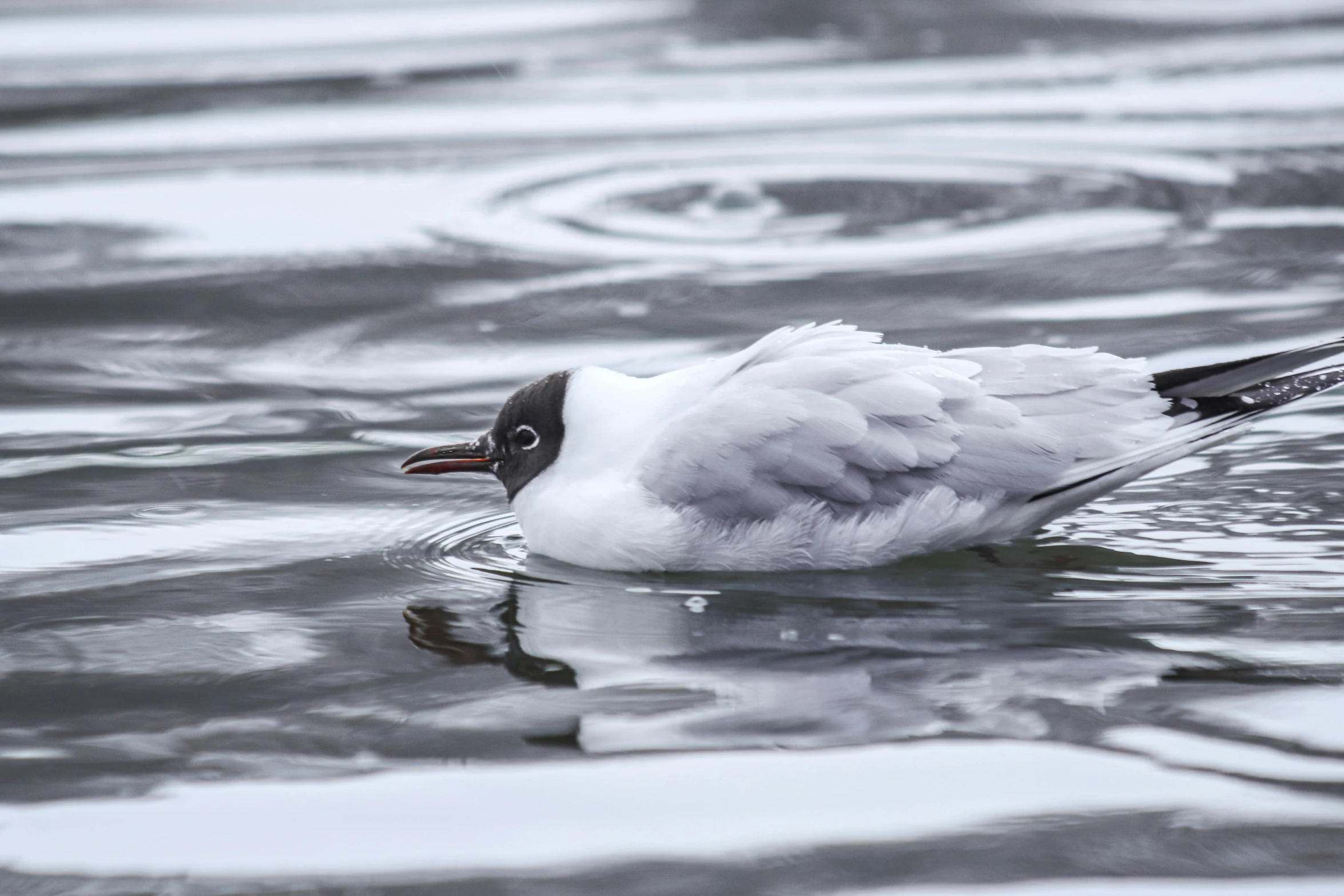 a white duck floating in a body of water