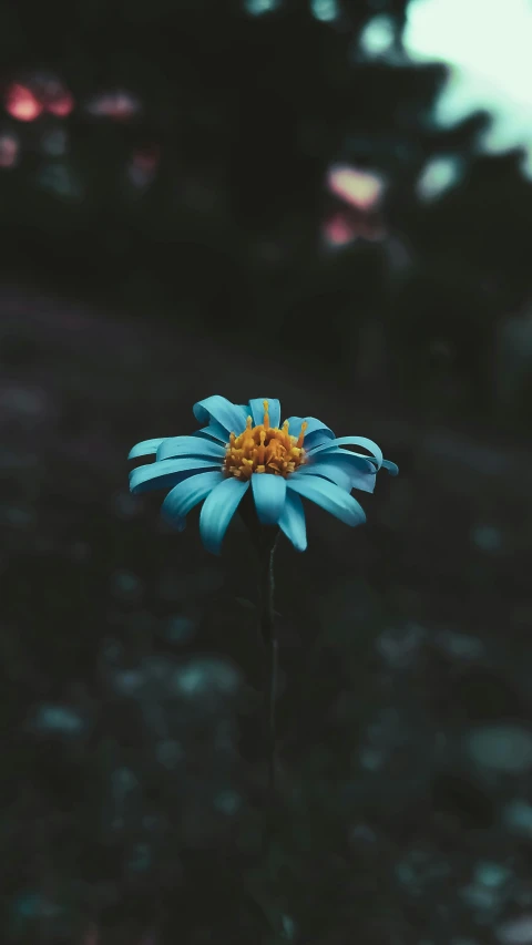 a blue flower with one large blooming in front