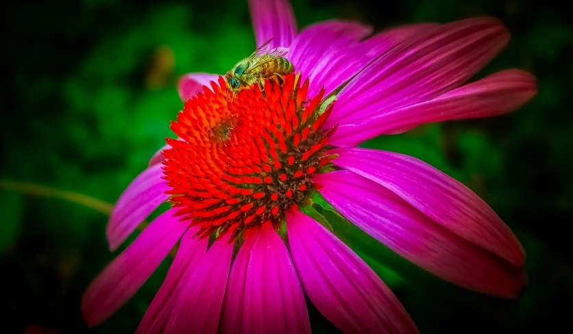 an orange and purple flower with a bee on the tip