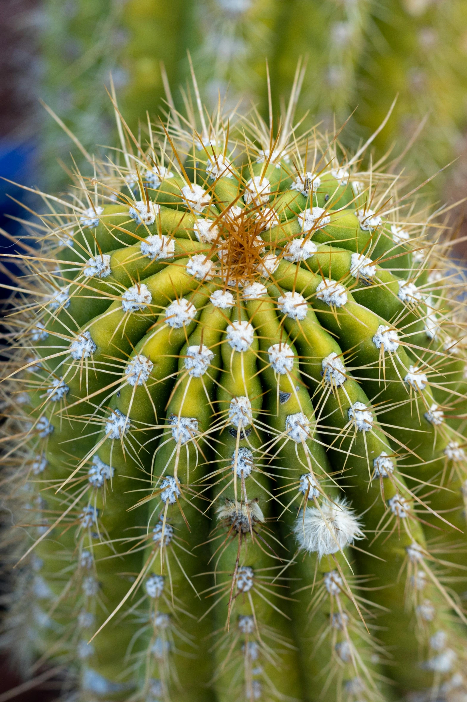 a green cactus that is on the ground