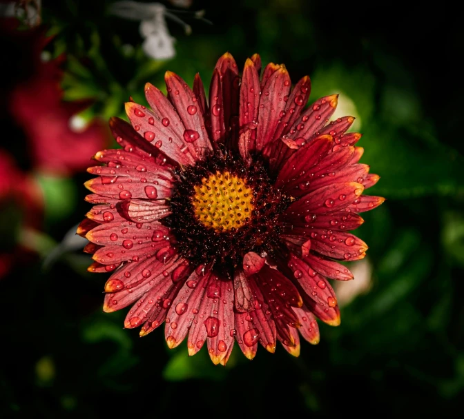 this is an image of a red and yellow flower