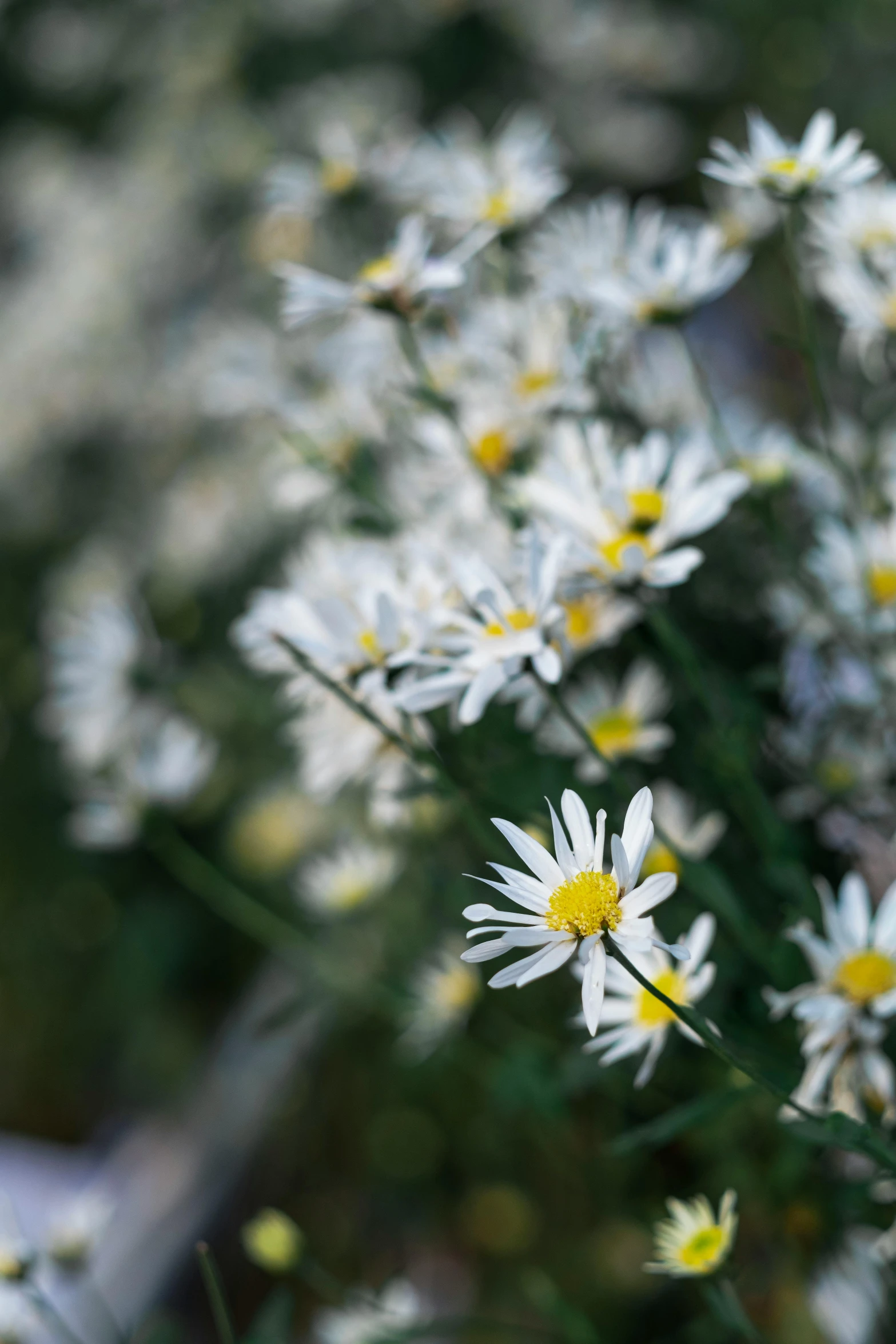 a bunch of daisies with the tops off