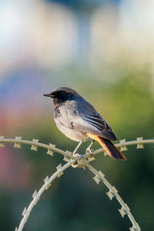 a bird perched on a barbed wire with blurred background