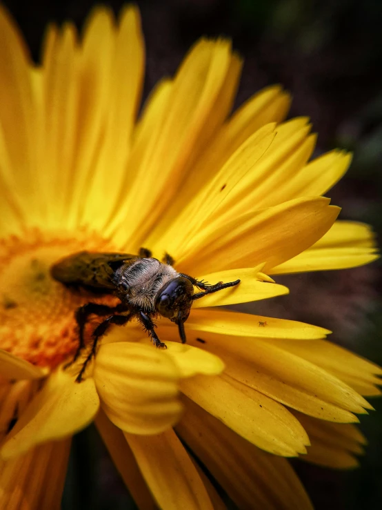 a close up po of a bug on the end of a flower