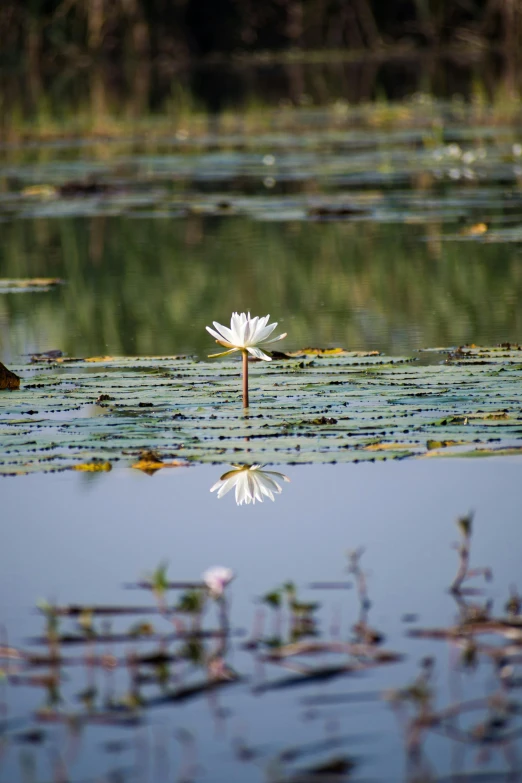 a beautiful white flower in a pond near water