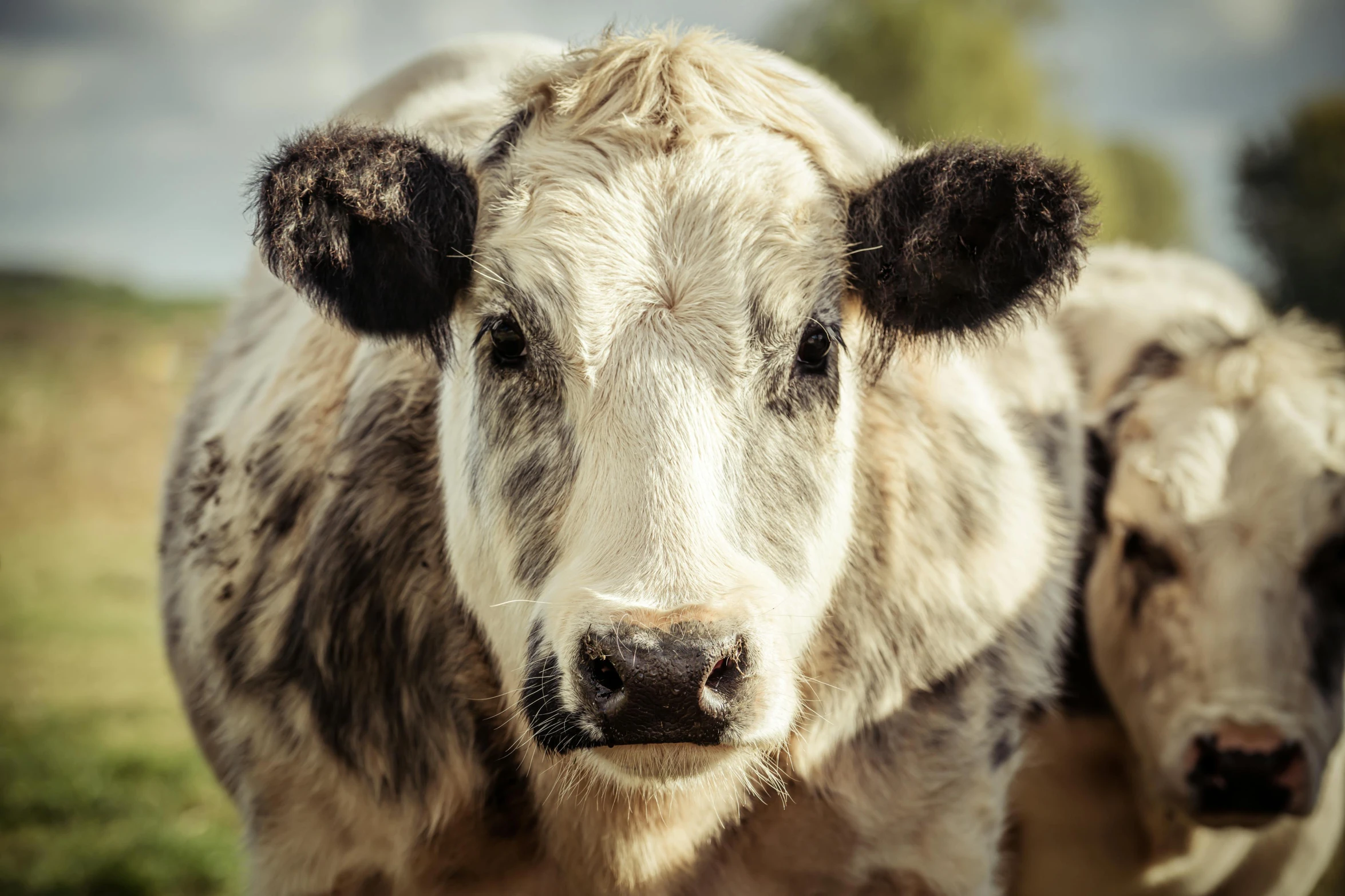 two white cows are standing side by side in an open field