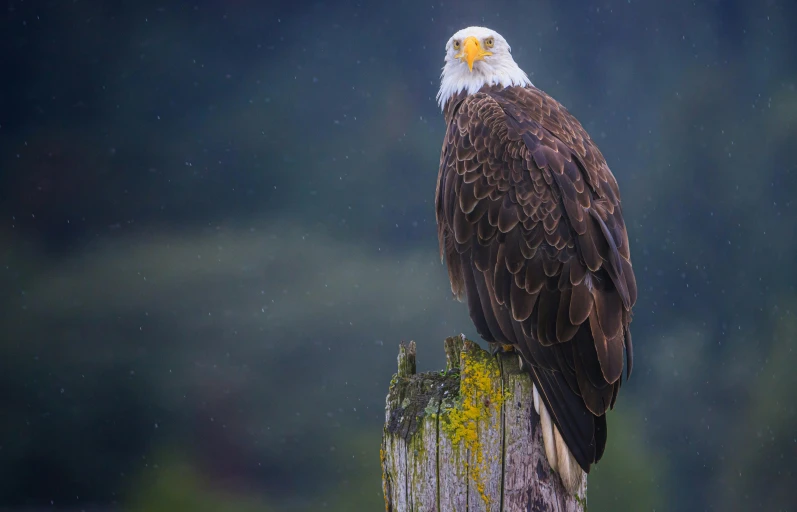 an eagle perched on top of a piece of wood