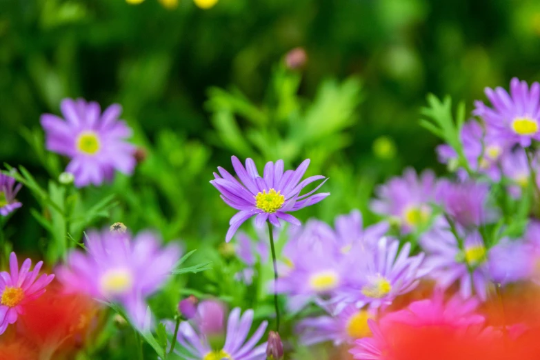 a bunch of flowers that are in the grass