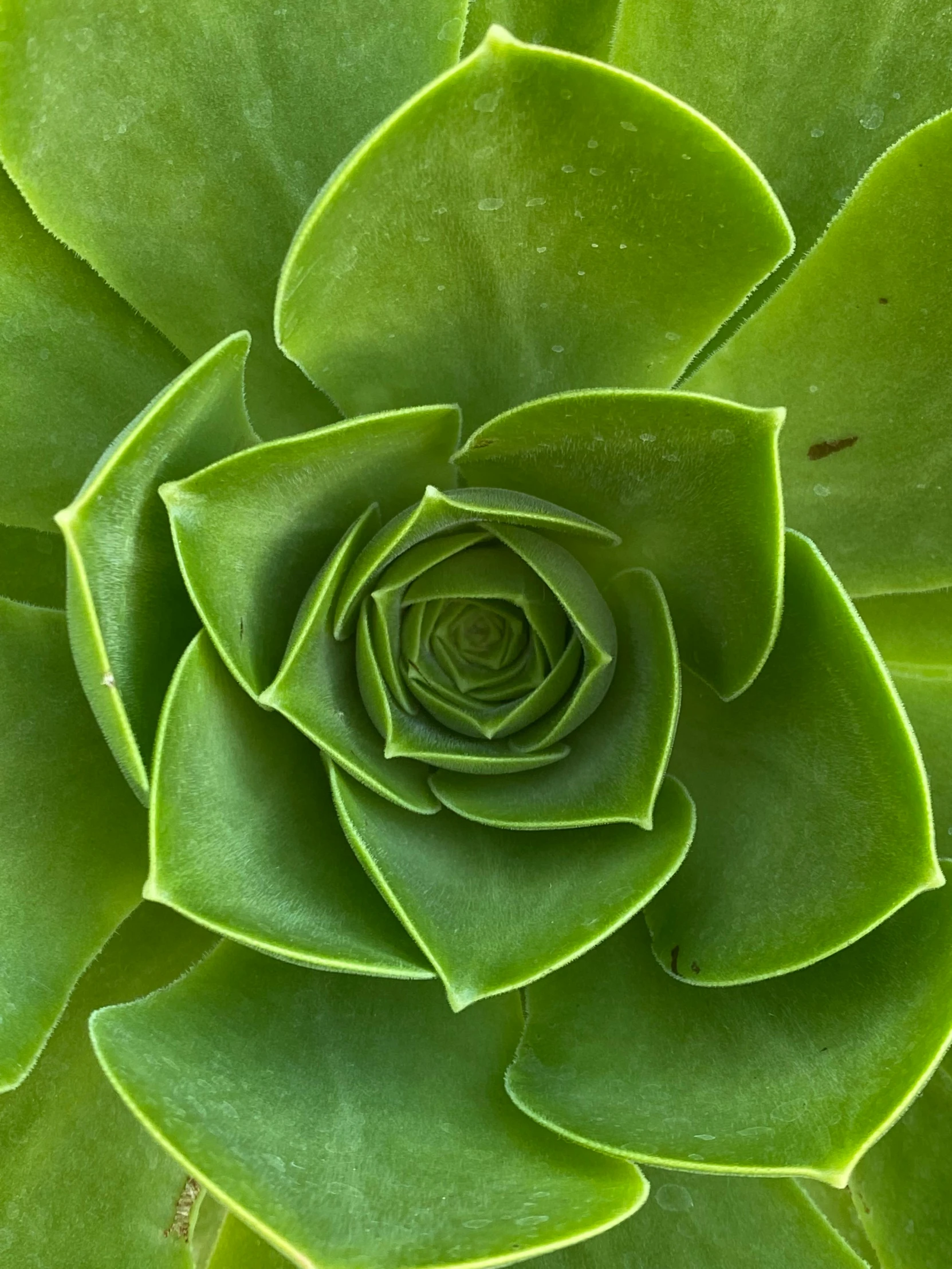 a close - up of a large green leaf