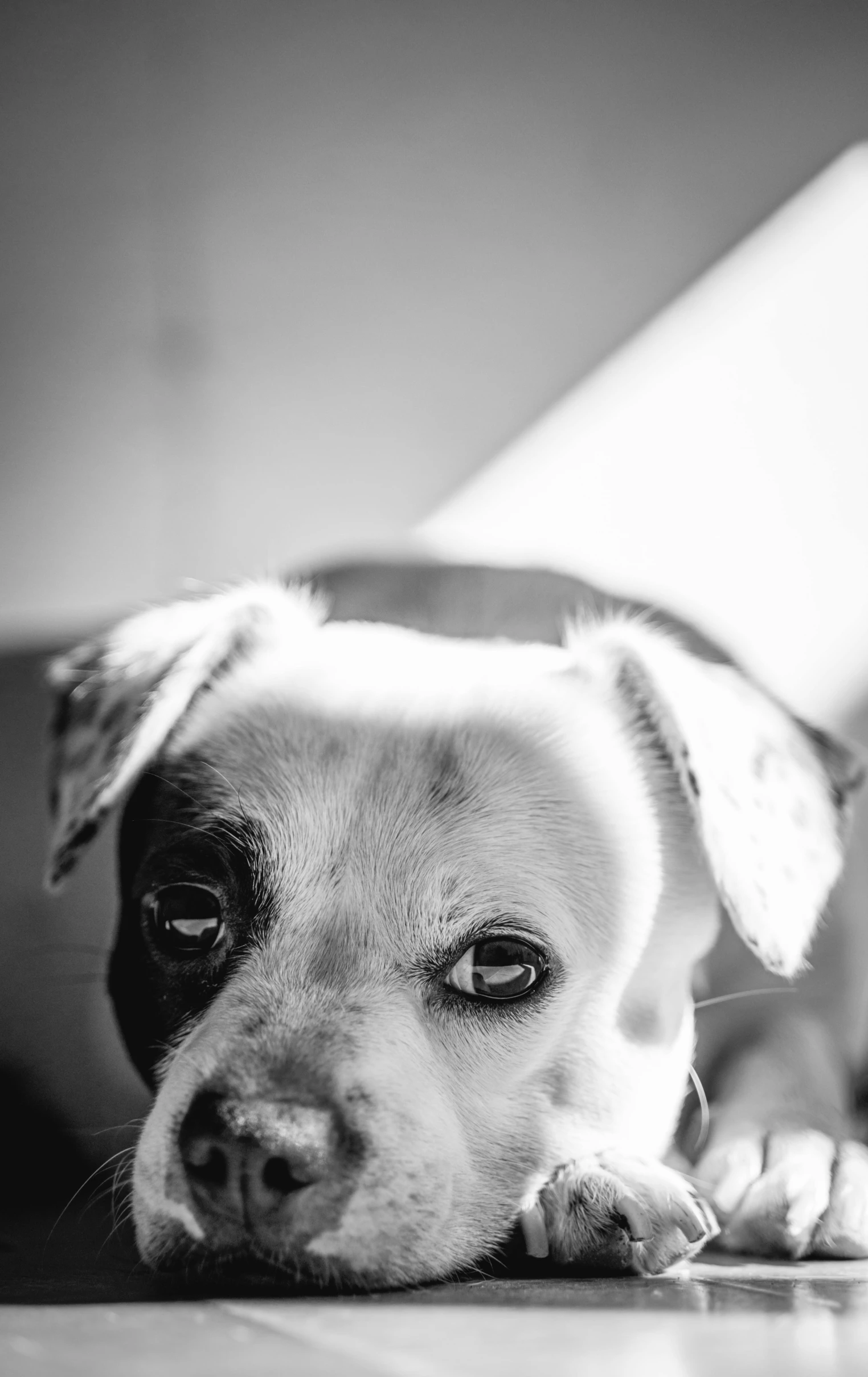 a dog lays down with his head on the ground