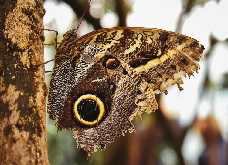 an insect that is sitting on a tree nch