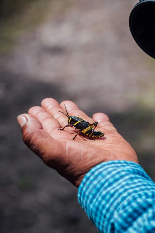 a close up of a person's hand holding a large bug