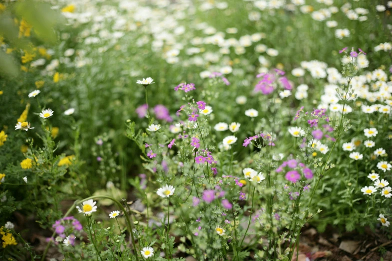 a field of wild flowers and grass