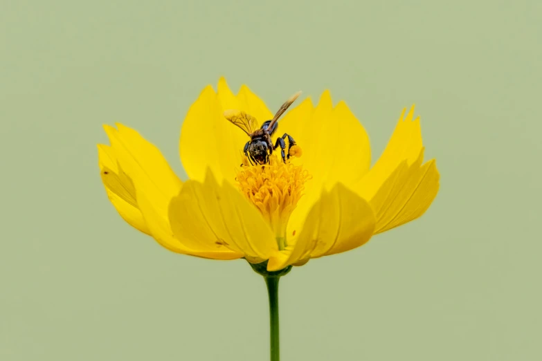 two bees on the center of a yellow flower