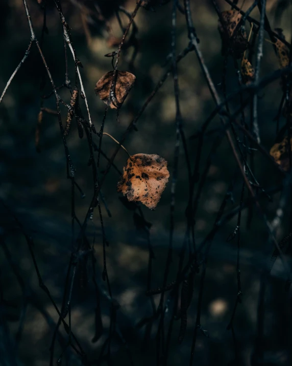 dry tree nches with dead leaves with dark foliage behind