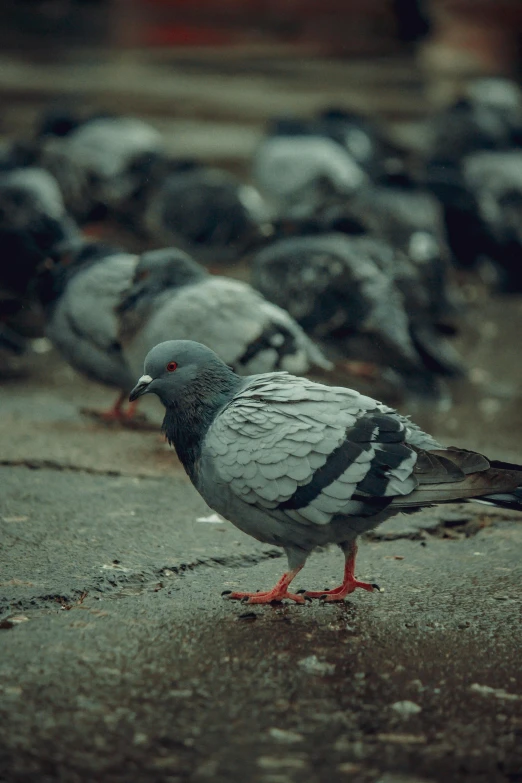 this is a flock of birds walking on a sidewalk