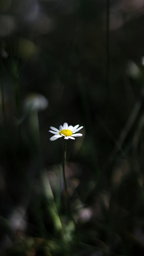 a white daisy in the middle of grassy area