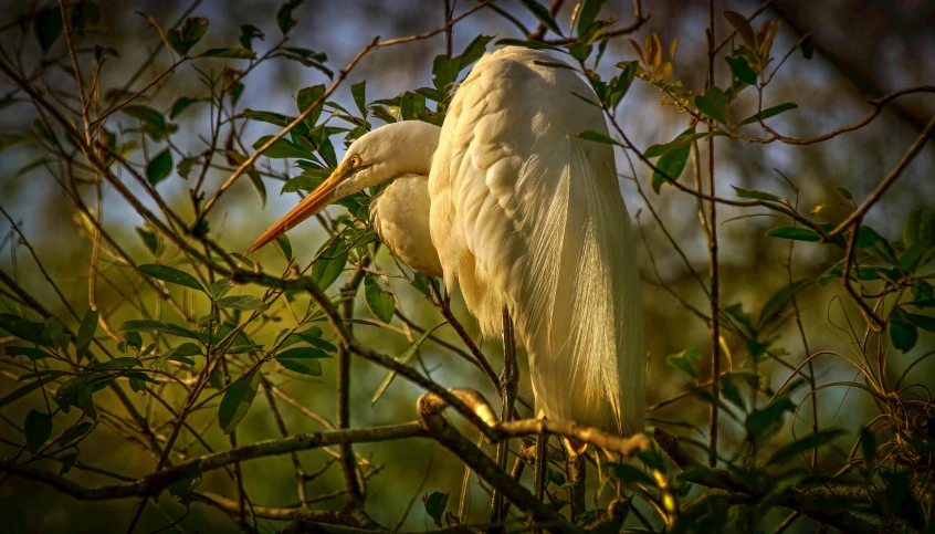 white bird perched on top of tree nches