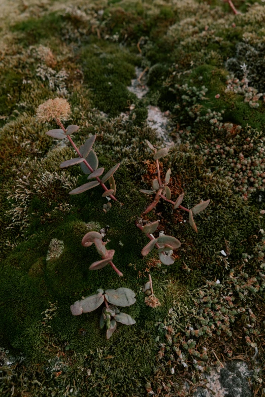 a green moss covered hill with plants on top of it