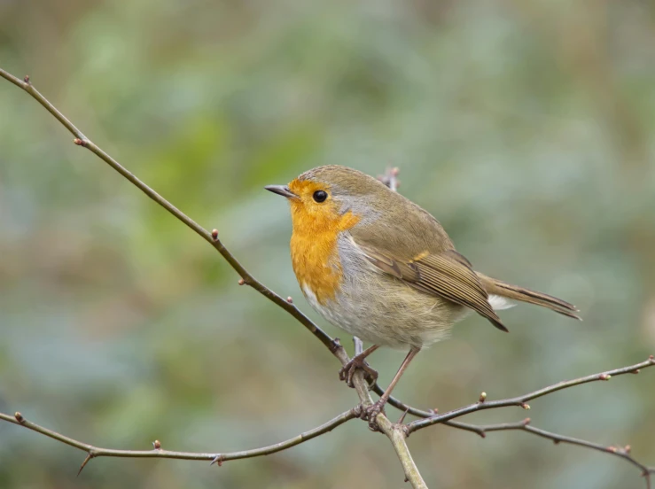 a small bird perched on top of a leaf covered nch