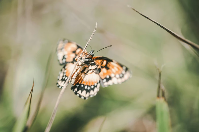 there are two orange and black erflies on the plant